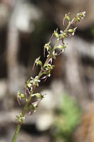 Twayblade, Heart-leaved (Neottia cordata) flowers
