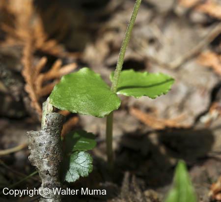 Heart-leaved Twayblade (Neottia cordata)
