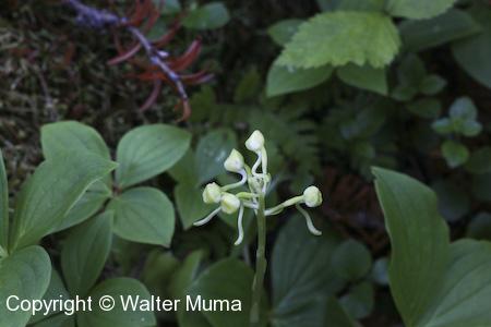 Round Leaf Orchid (Platanthera orbiculata) flwoer buds