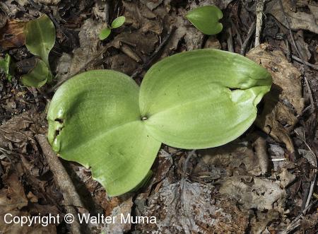 Round Leaf Orchid (Platanthera orbiculata)