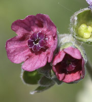 Hound's Tongue (Cynoglossum officinale) flowers