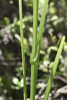 Sweetflag (Acorus calamus)