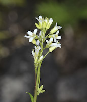 Cress, Hairy Rock (Arabis hirsuta) flowers