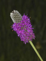 Clover, Purple Prairie (Dalea purpurea)