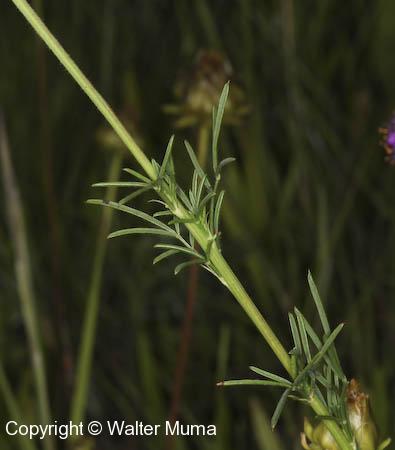Purple Prairie Clover (Dalea purpurea)