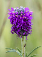 Clover, Purple Prairie (Dalea purpurea) flowers