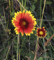 Blanket Flower, Showy (Gaillardia pulchella)