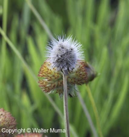 Showy Blanket Flower (Gaillardia pulchella) seed head