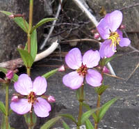 Meadow Beauty (Rhexia virginica) flowers