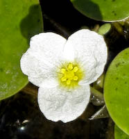 Frogbit (Hydrocharis morsus-ranae) flowers