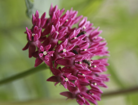 Purple Milkweed (Asclepias purpurascens)