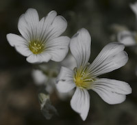 Snow in Summer (Cerastium tomentosum) flowers