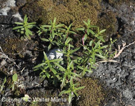 Low Calamint (Clinopodium arkansanum) leaves and plants