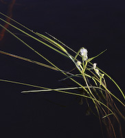 Floating Bur Reed (Sparganium fluctuans)