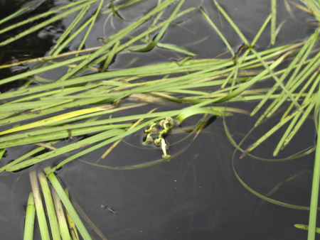 Floating Bur Reed (Sparganium fluctuans)