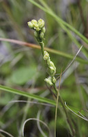 Yellow Bartonia (Bartonia virginica)