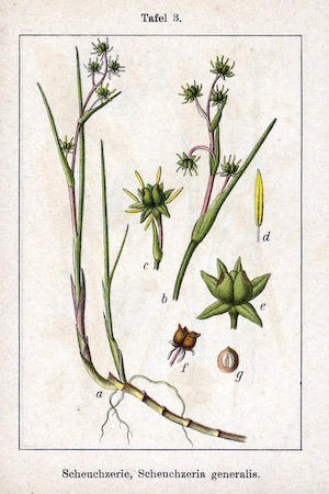 Scheuchzeria (Scheuchzeria palustris)