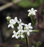 Bedstraw, Labrador (Galium labradoricum) flowers