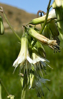 Rattlesnakeroot, Three-leaved (Nabalus trifoliolatus) flowers