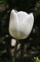 Tulip (Tulipa sylvestris)