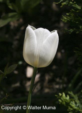 Tulip (Tulipa sylvestris) flower