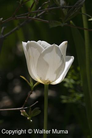 Tulip (Tulipa sylvestris) flower
