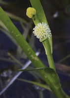 Lesser Bur Reed (Sparganium americanum)