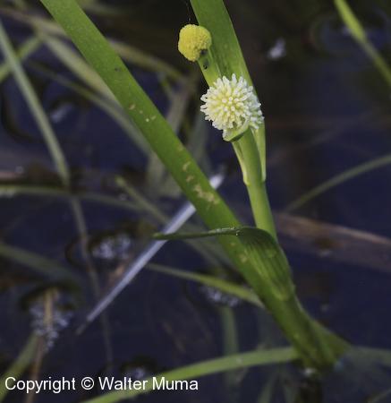 Lesser Bur Reed (Sparganium americanum) flower