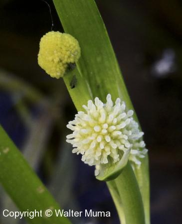 Lesser Bur Reed (Sparganium americanum) flower cluster