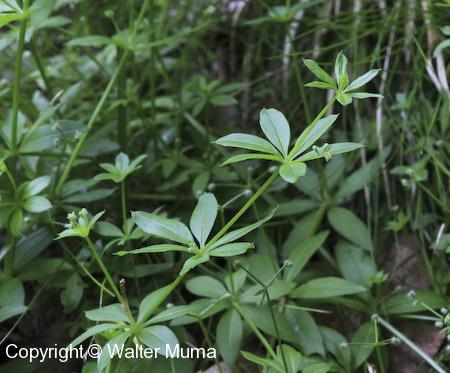 Small Bedstraw (Galium trifidum) plant and leaves