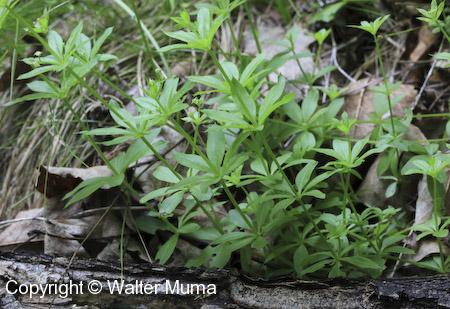 Small Bedstraw (Galium trifidum) plants