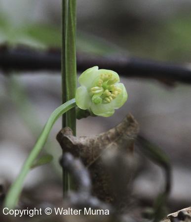 Green-flowered Pyrola (Pyrola chlorantha) flower