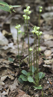 Pyrola, Green-flowered (Pyrola chlorantha)