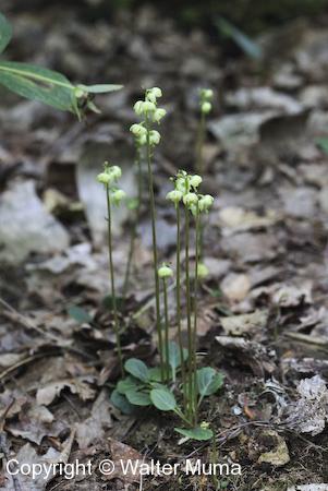 Green-flowered Pyrola (Pyrola chlorantha) plants