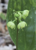 Pyrola, Green-flowered (Pyrola chlorantha) flowers