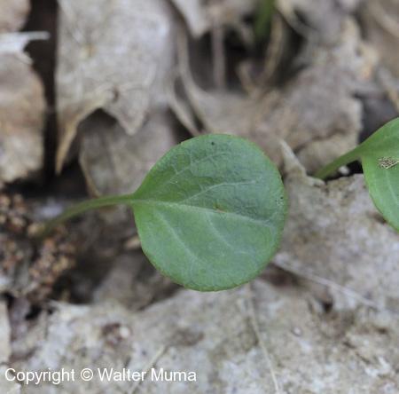 Green-flowered Pyrola (Pyrola chlorantha) leaf