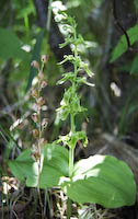 Twayblade, Auricled (Neottia auriculata)