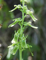 Twayblade, Auricled (Neottia auriculata) flowers