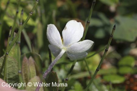 Small-flowered Anemone (Anemone parviflora) flower
