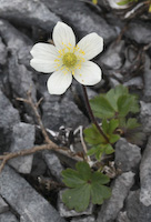 Anemone, Small-flowered (Anemone parviflora)