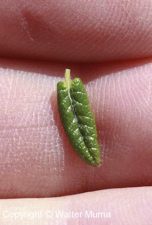 White Mountain Avens (Dryas integrifolia) leaf