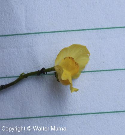 Humped Bladderwort (Utricularia gibba)
