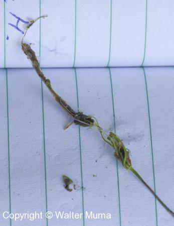 Humped Bladderwort (Utricularia gibba)