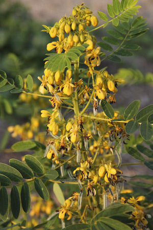 Wild Senna (Senna hebecarpa) plant