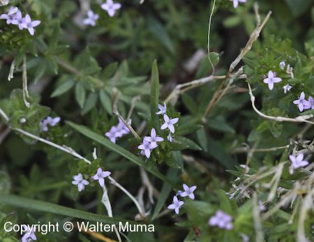Purple Bedstraw (Galium latifolium) flowers and plants