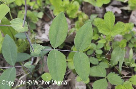 Pale Vetchling (Lathyrus ochroleucus) compound leaf
