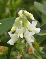 Vetchling, Pale (Lathyrus ochroleucus) flowers