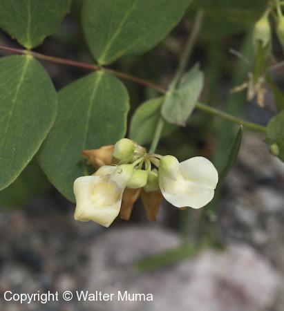 Pale Vetchling (Lathyrus ochroleucus) flowers