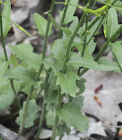 Cress, Spring (Cardamine bulbosa)