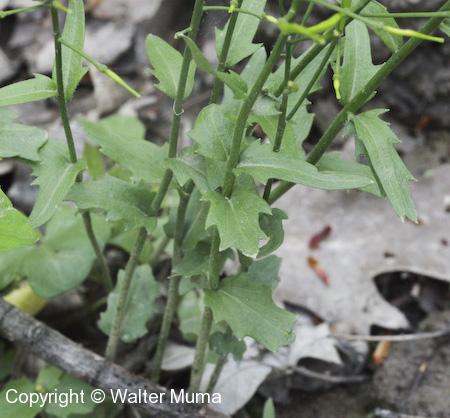 Spring Cress (Cardamine bulbosa) leaves